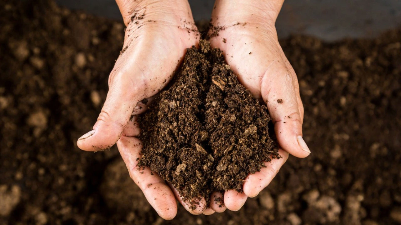 Sphagnum Moss vs Peat Moss: What Should You Use? 2 Peat moss soil additive