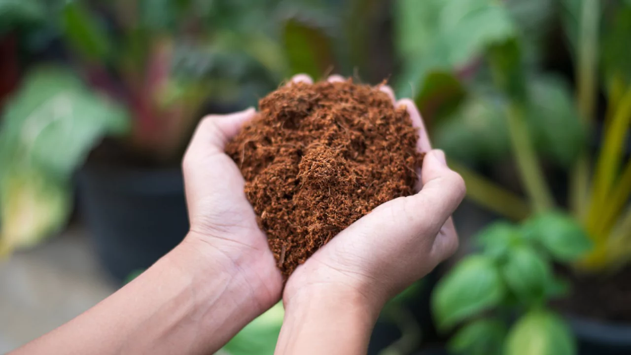 Sphagnum Moss vs Peat Moss
