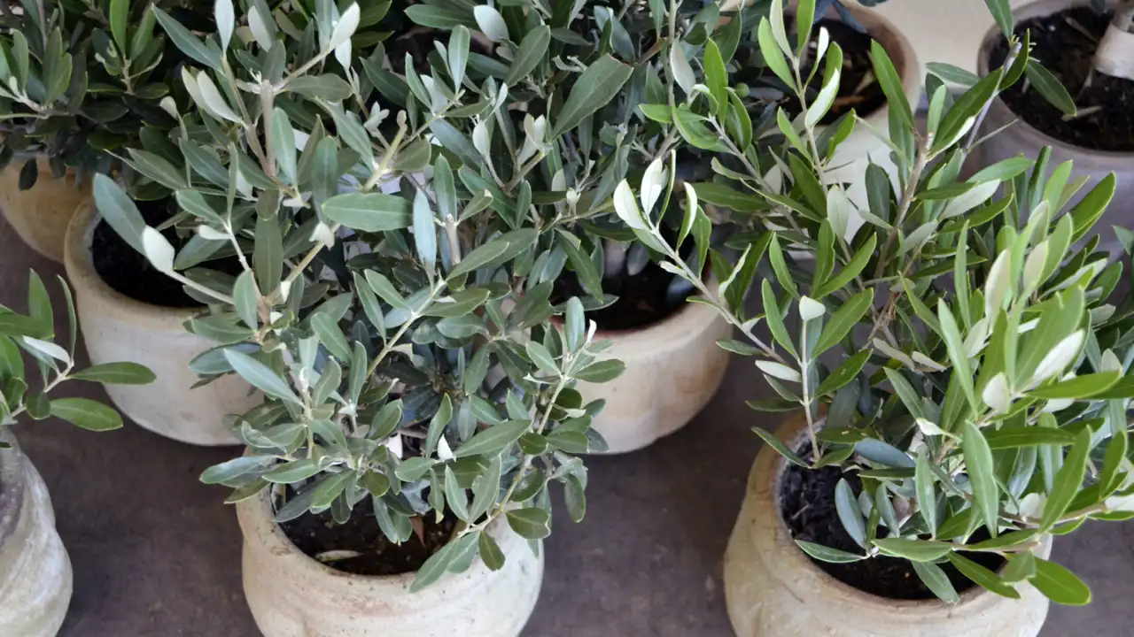 7 Problems You Might Face Growing Olive Trees in Pots 3 Pests on the Tree