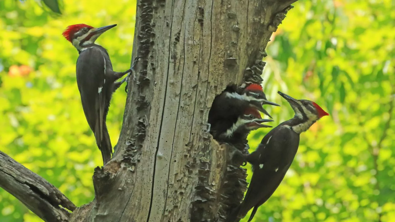 Everything You Need To Know About Woodpeckers In Wisconsin 6 Pileated Woodpeckers