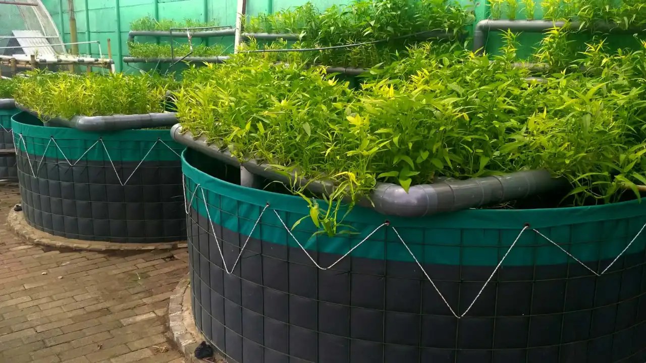 Plan aquaponics system