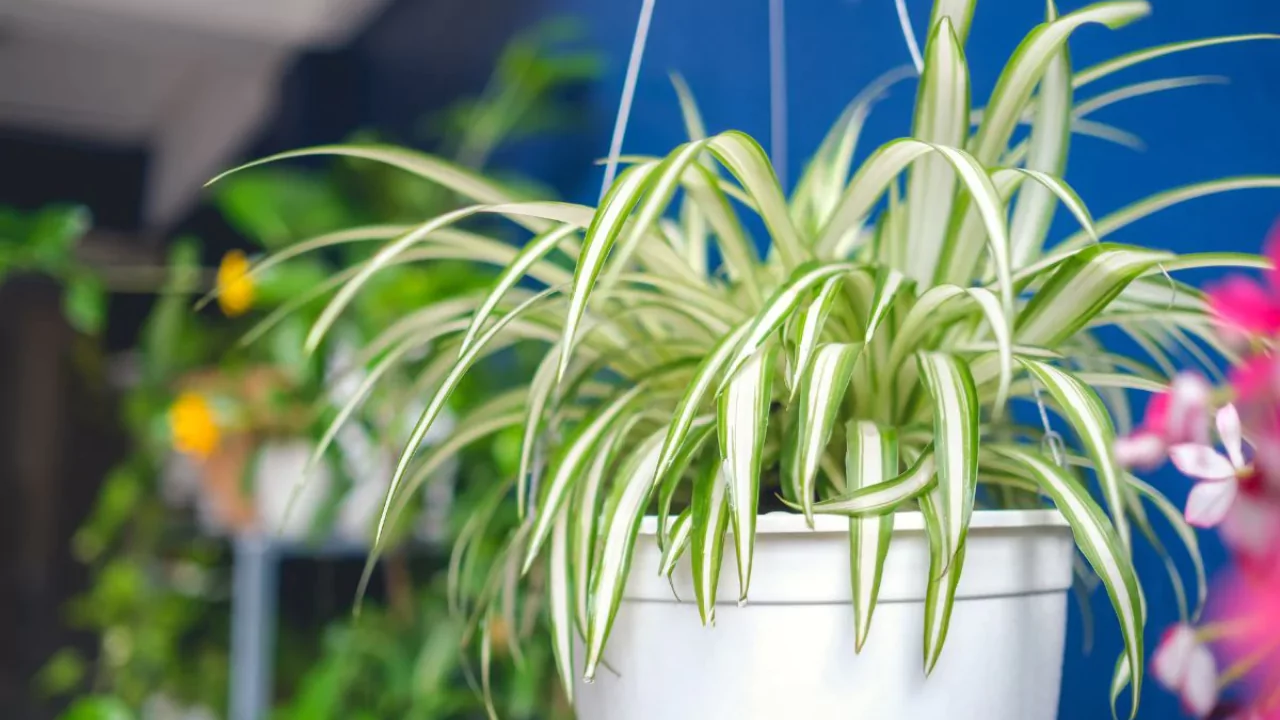 Plants that attract spiders