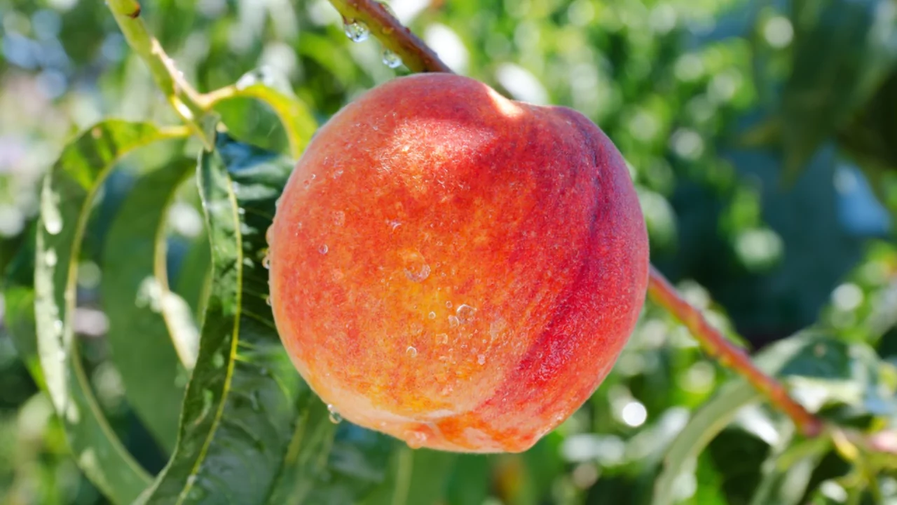 Can you Grow Peach Trees Indoors? (All you need to know) 3 Pollination