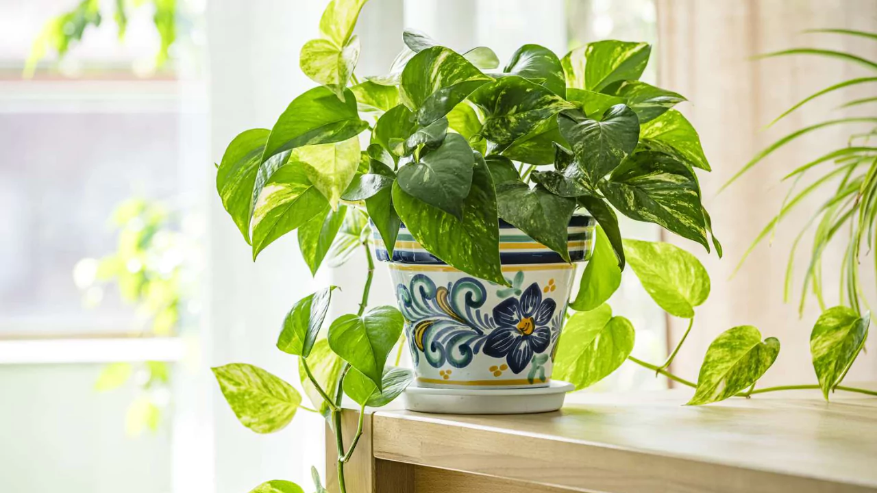 20 Beautiful Bathroom Plants That Absorb Moisture