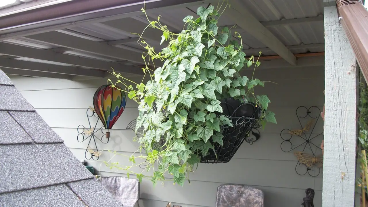 How to Grow Cucamelon In Hanging Baskets (Complete Guide) 4 Prepare hanging baskets