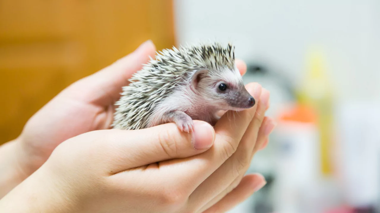 Why Do Hedgehogs Curl Up In a Ball? 1 Pretty hedgehog curled up