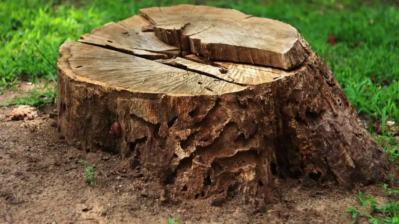 Is It Really Possible To Kill A Tree With Bleach? 4 Proven Ways to Kill Tree Stumps