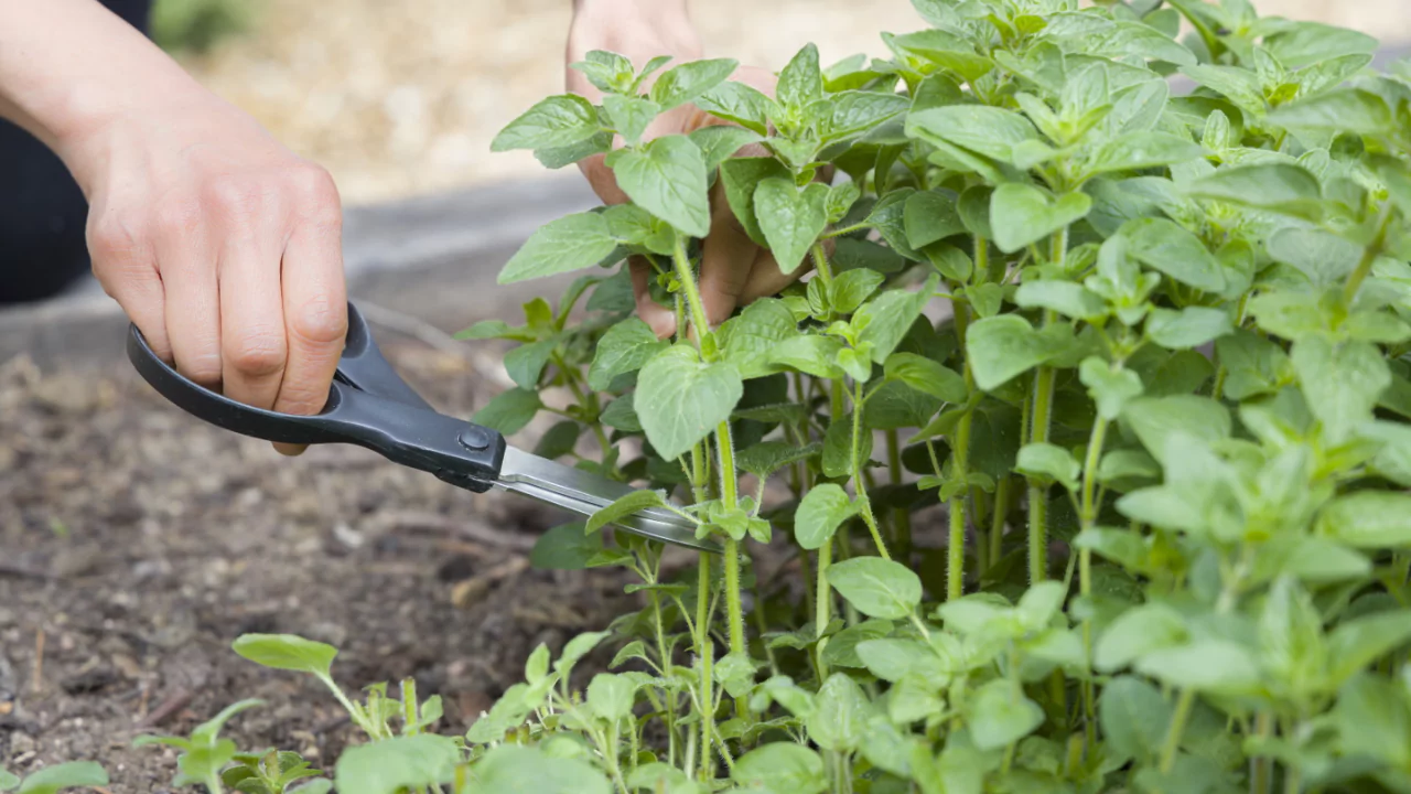 How to Harvest Oregano without Killing the Plant 4 Pruning oregano