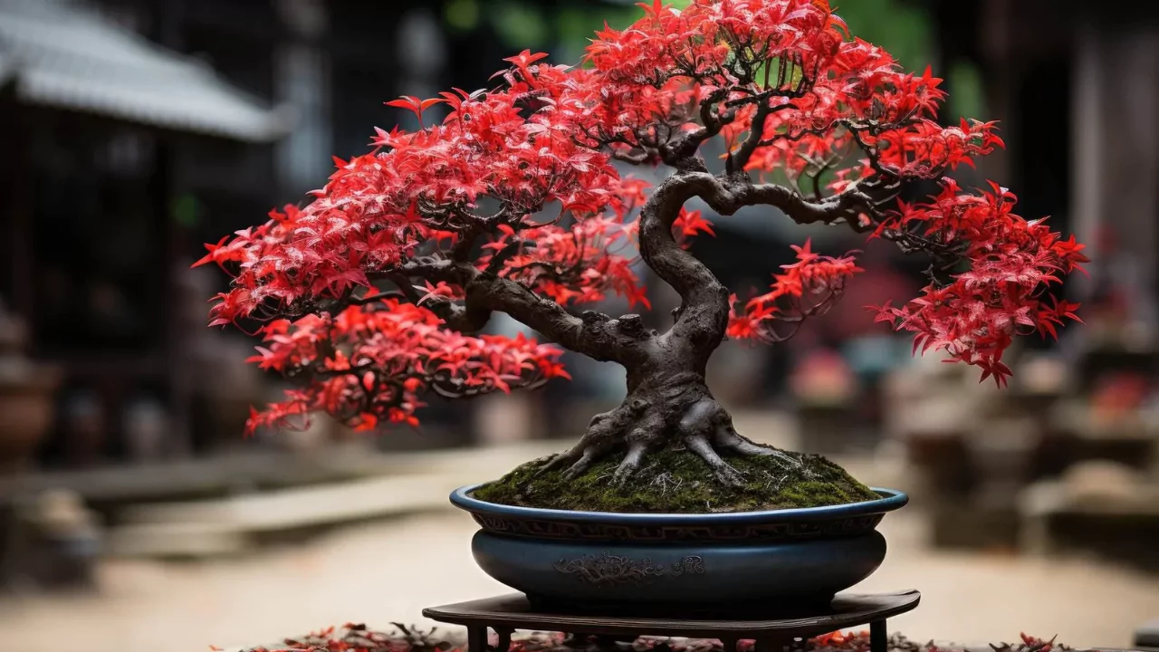 How To Prune Japanese Maple Bonsai