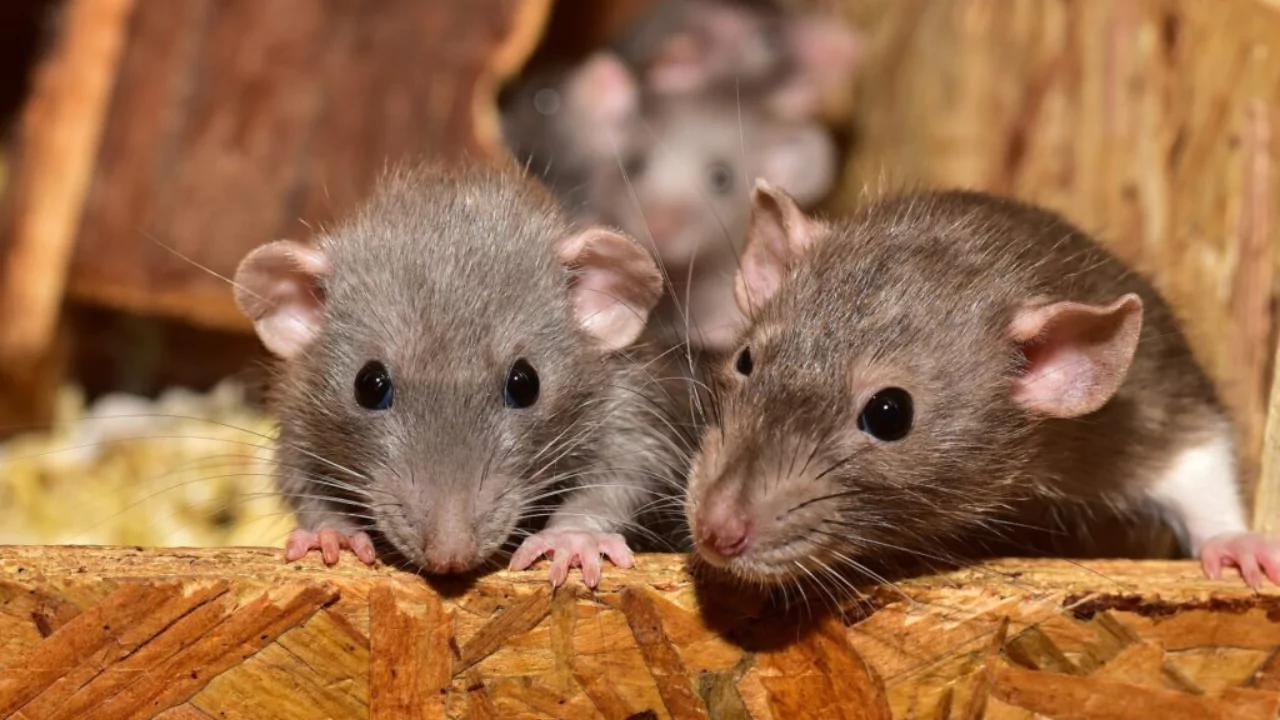 Rat infestation signs