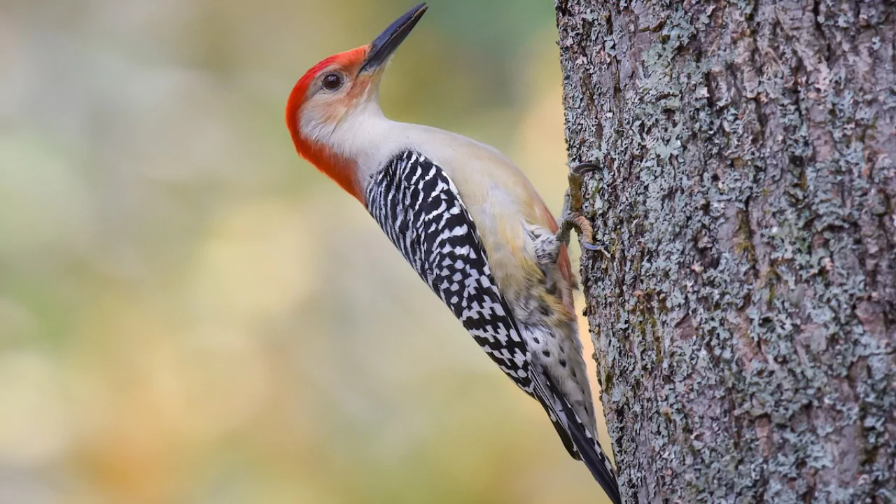 Everything You Need To Know About Woodpeckers In Wisconsin 10 Red Bellied Woodpeckers