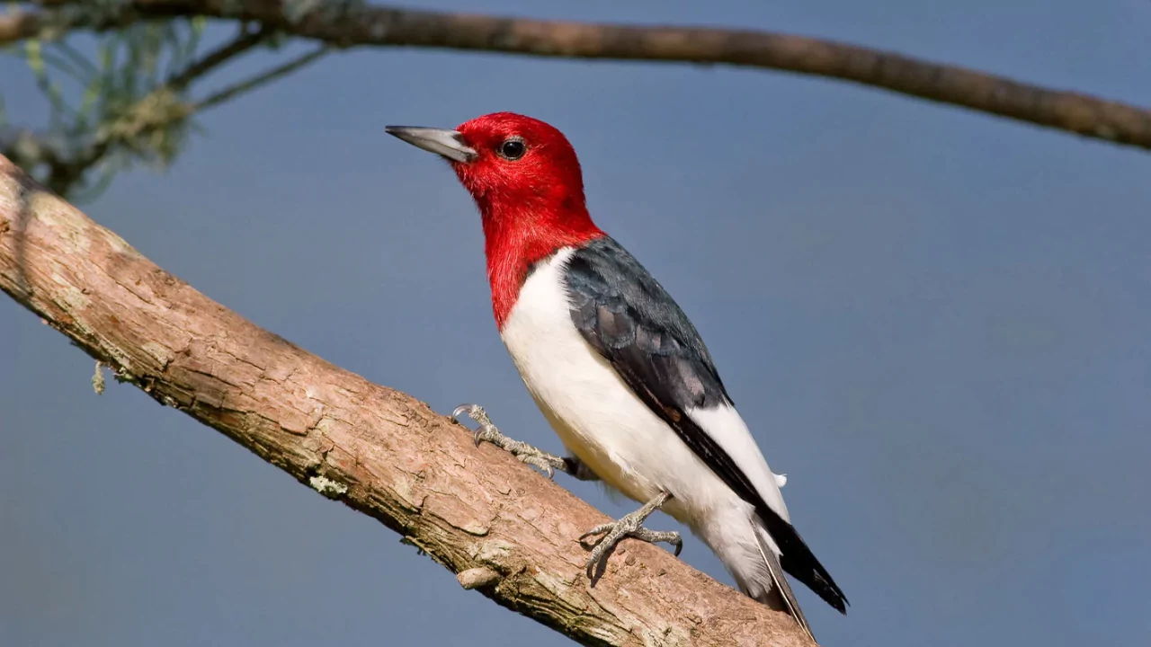 Everything You Need To Know About Woodpeckers In Wisconsin 9 Red Headed Woodpeckers