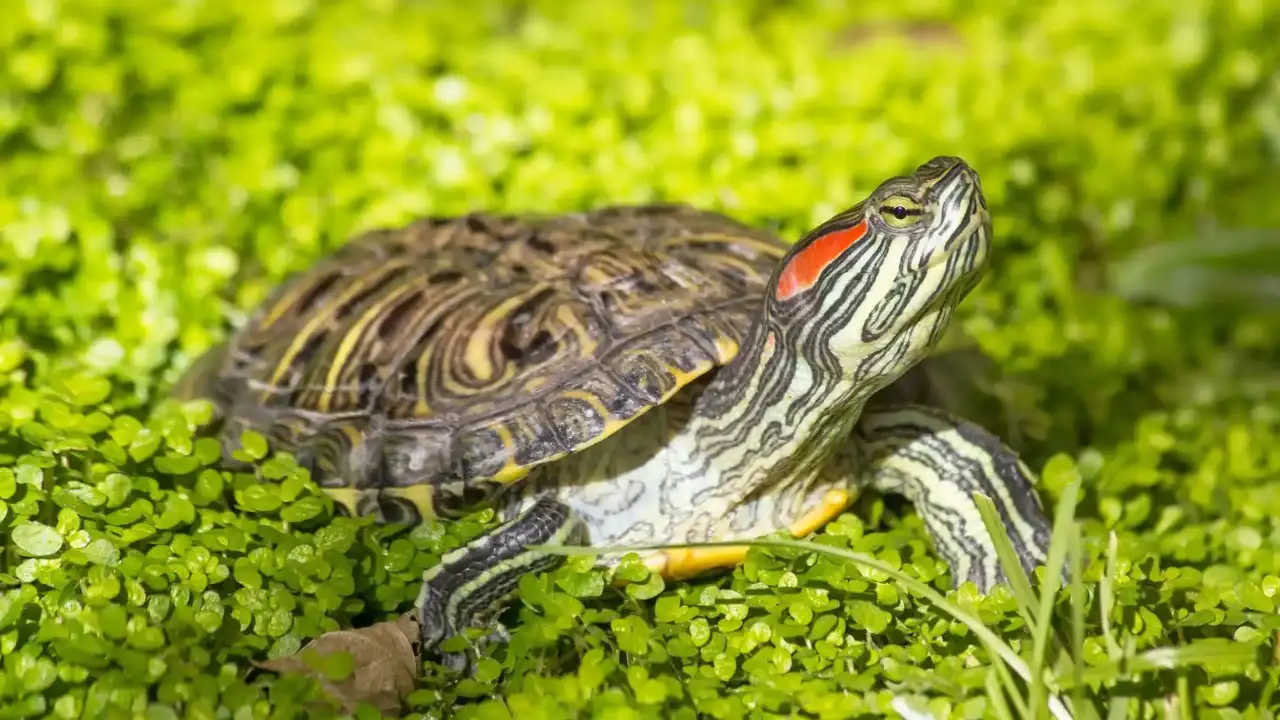How to Keep Turtles In a Backyard Pond 2 Red eared slider turtle