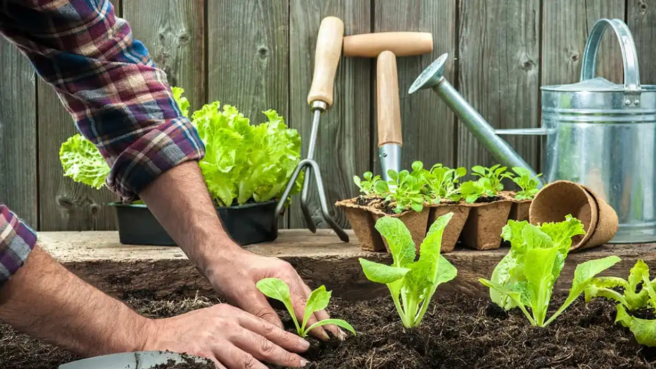 How to Easily Reverse Garden Over Fertilization
