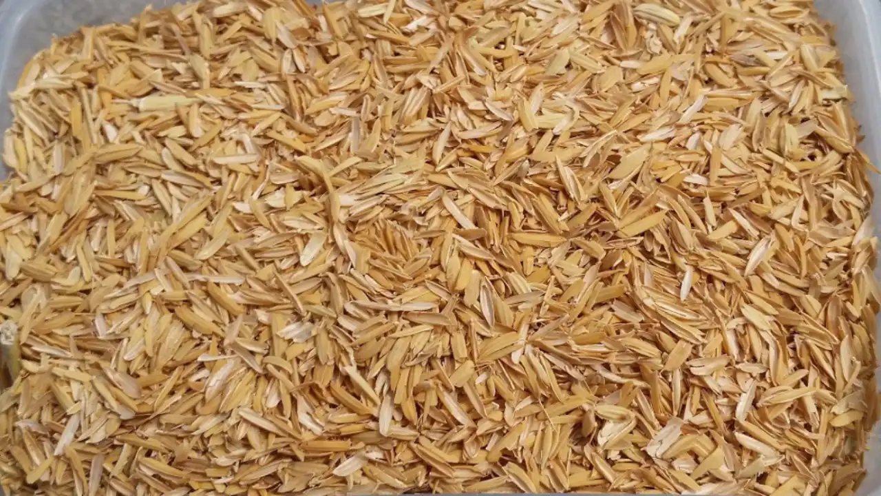 Are Rice Hulls Good For Potting Soil? 1 Rice Hulls