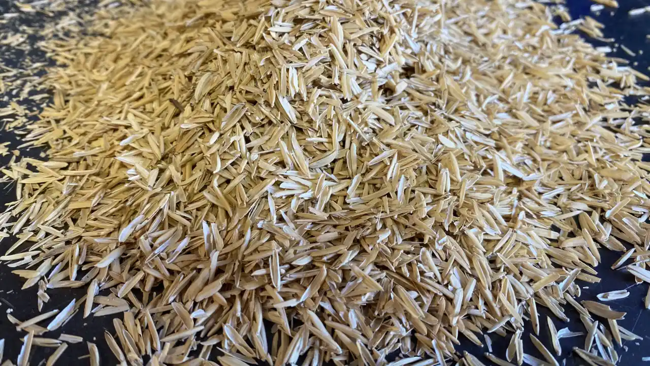 Are Rice Hulls Good For Potting Soil? 5 Rice hulls environment facts
