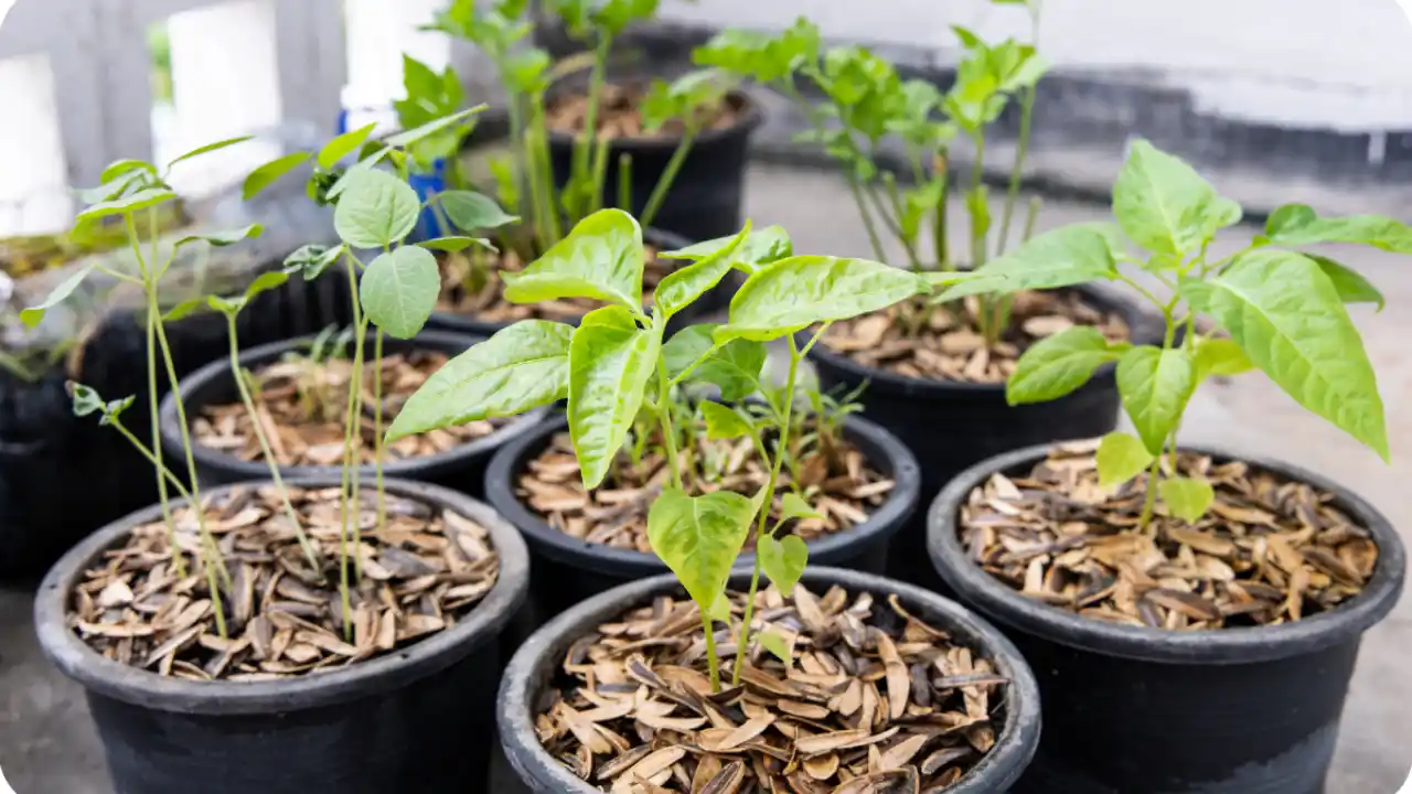 Are Rice Hulls Good For Potting Soil