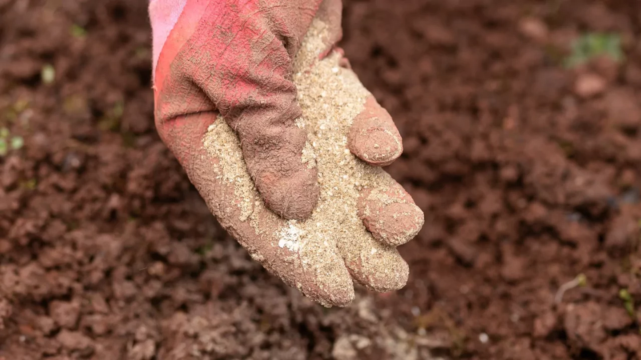 How Much Bone Meal Per Gallon Of Soil? 3 Risks To Using Bone Meal