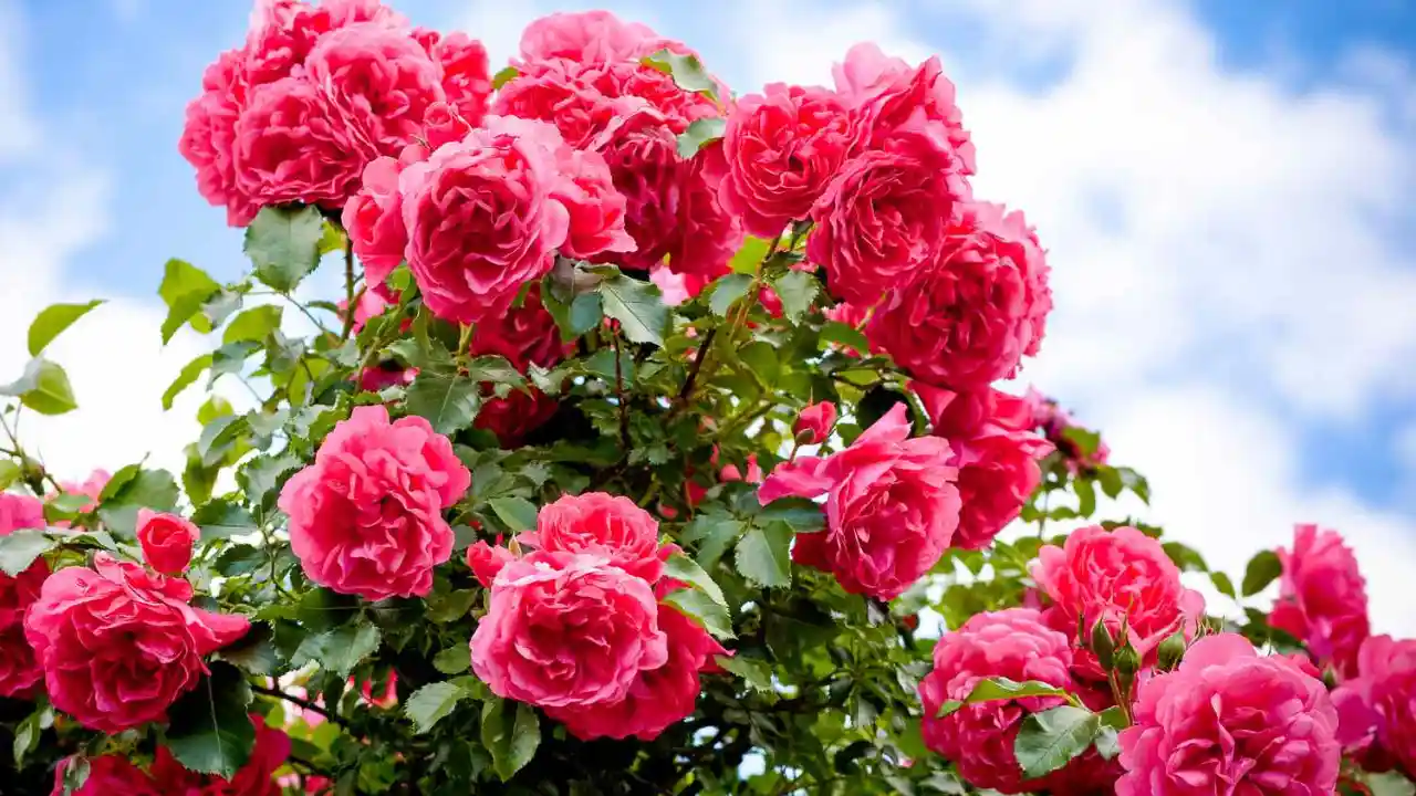 How to Lay Gravel on Soil Correctly 1 Rock roses