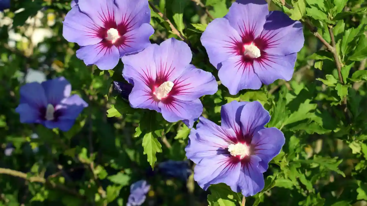 Rose of Sharon