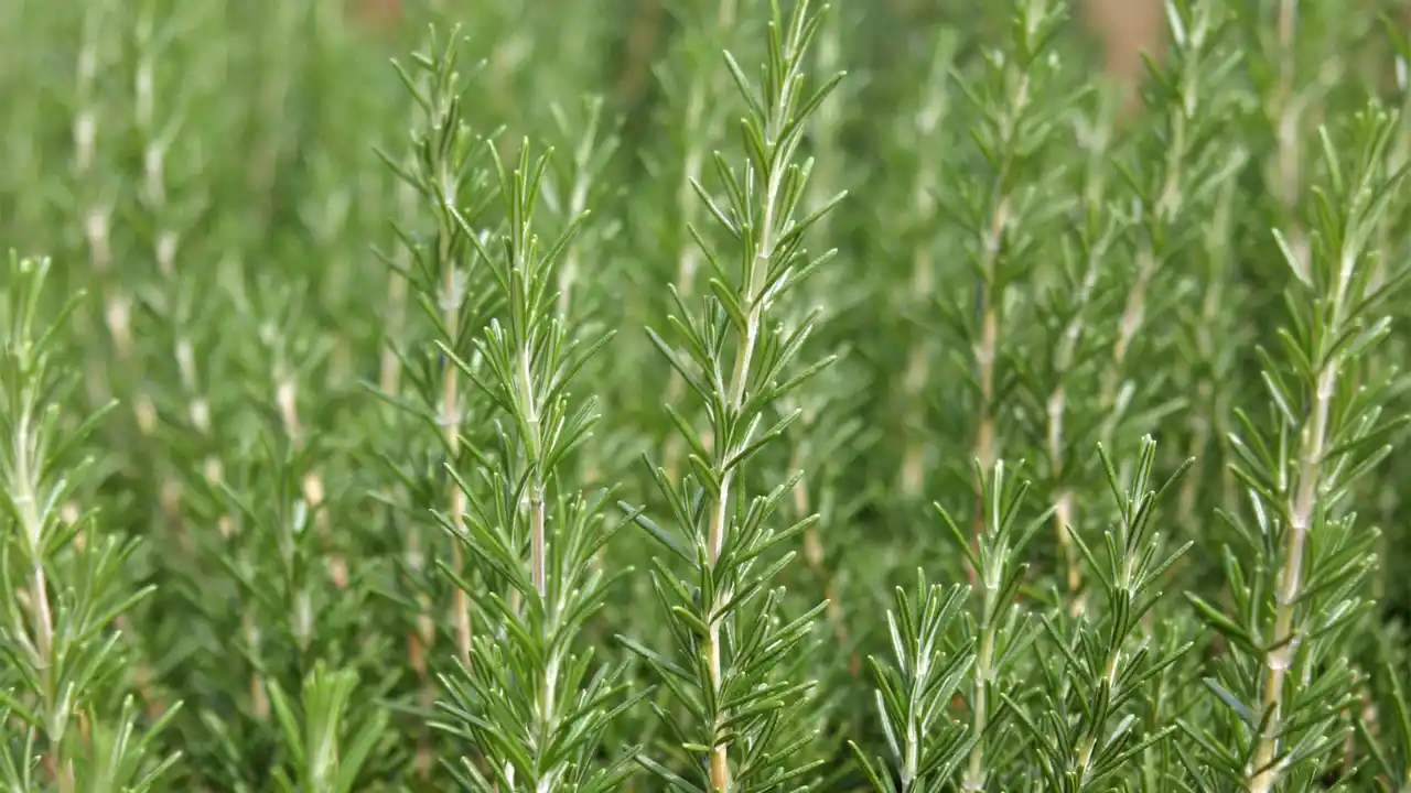 Plants That Repel Flies: Natural Solutions for a Bug-Free Garden 6 Rosemary 1