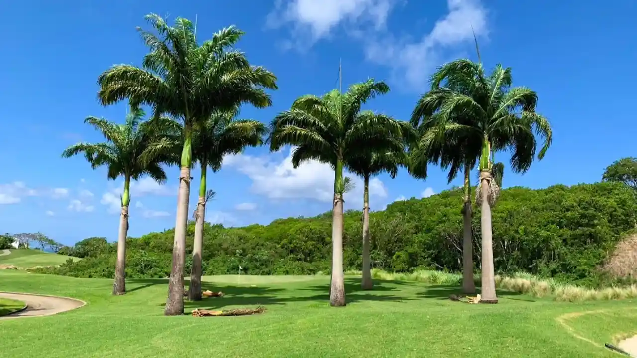 How Fast Do Palm Trees Grow? 5 Royal Palm