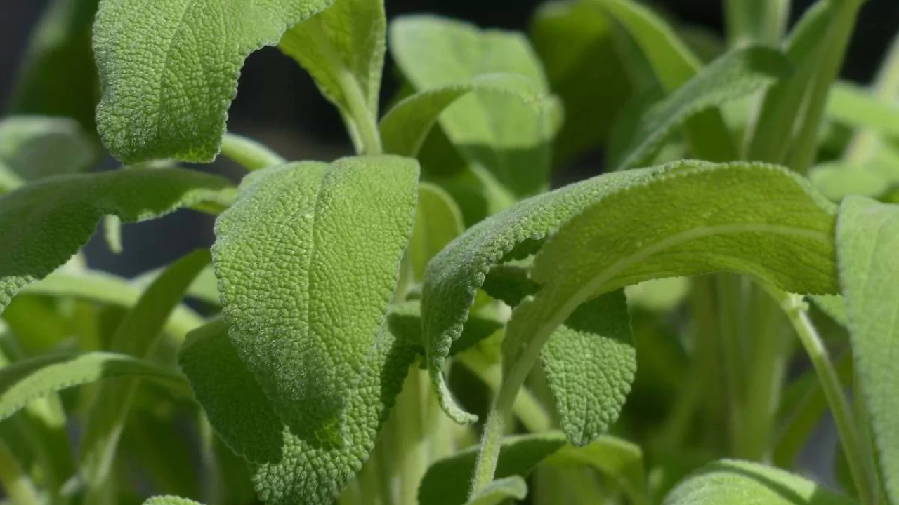 Plants That Repel Flies: Natural Solutions for a Bug-Free Garden 7 Sage