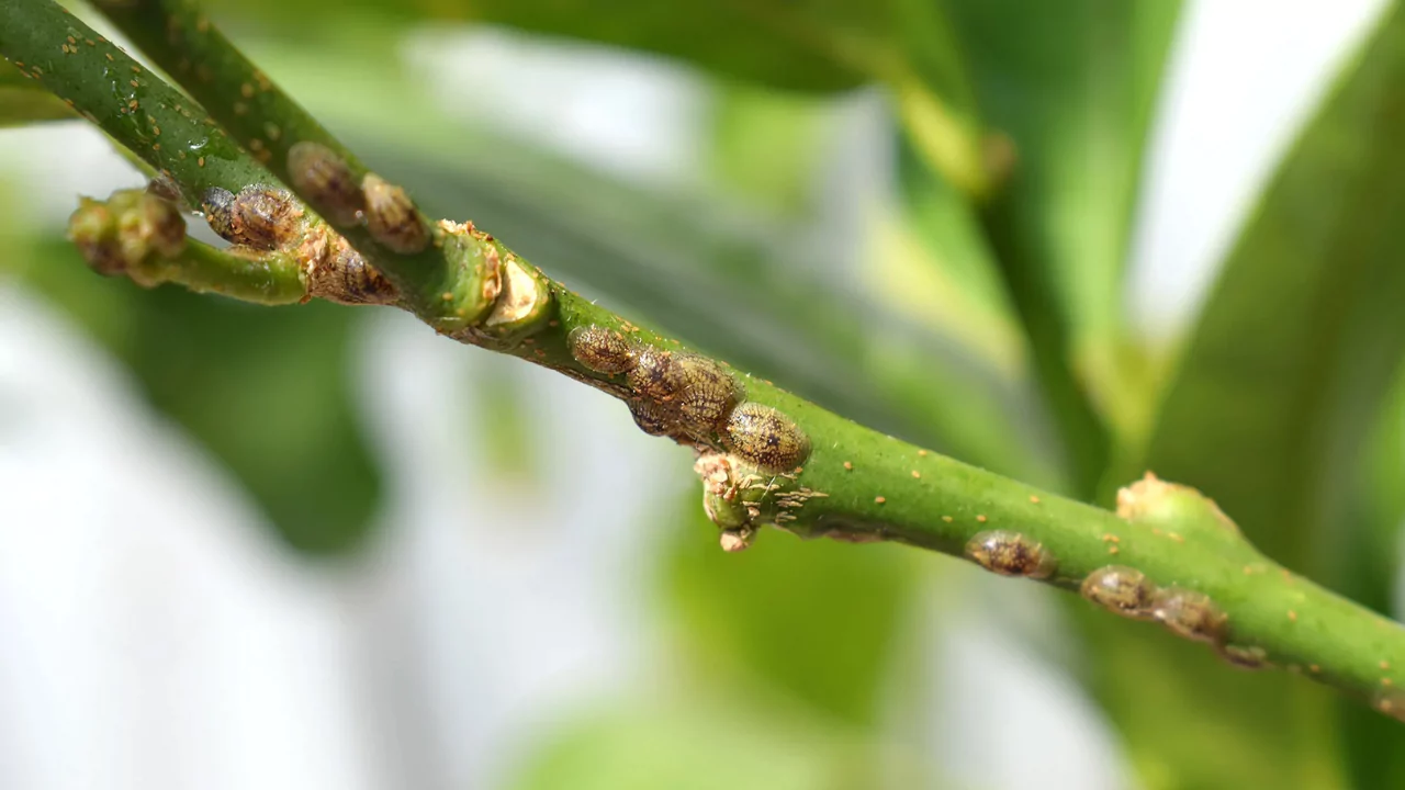 Are Scale Insects Harmful to Humans