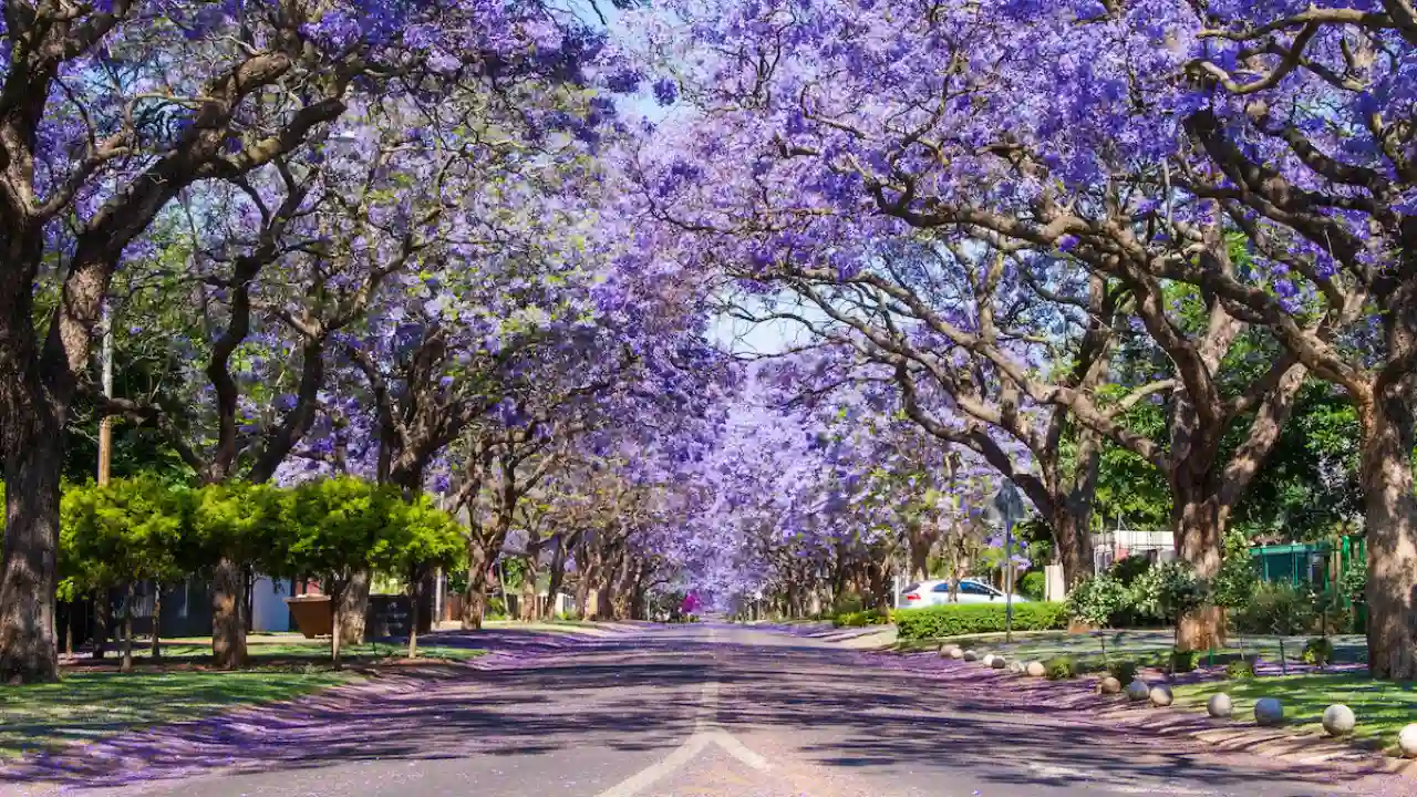 Seasonal Considerations For Purple Flowering Trees
