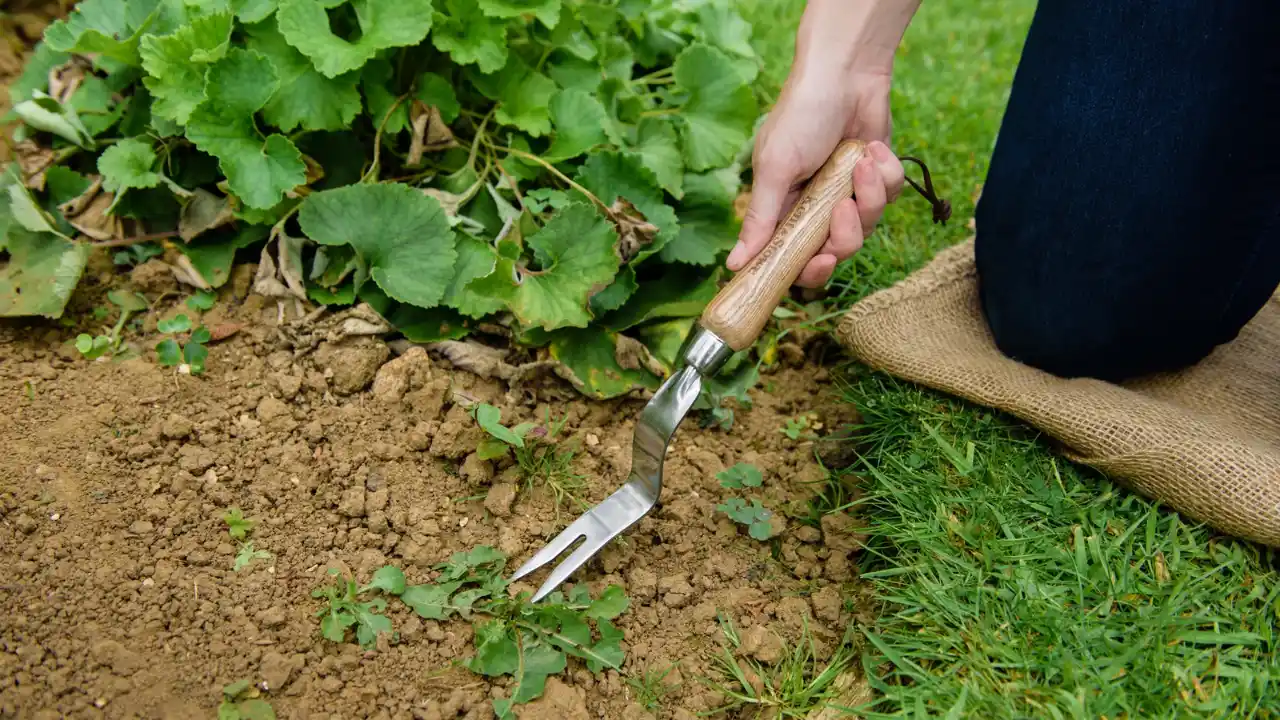 Seymour 41035 Dandelion Weeder 1