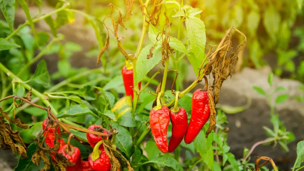 Sick bell pepper 1