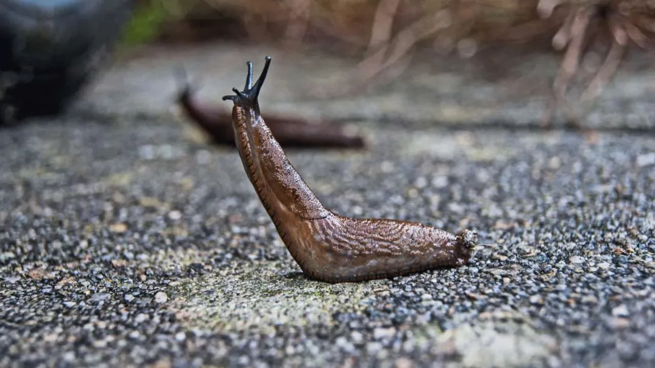 Where Slugs Come From? Slug Prevention 2 Slug prevention tactic