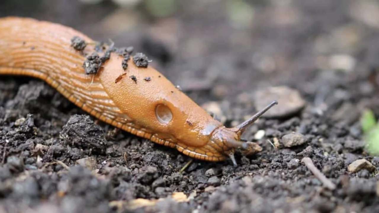 Slug