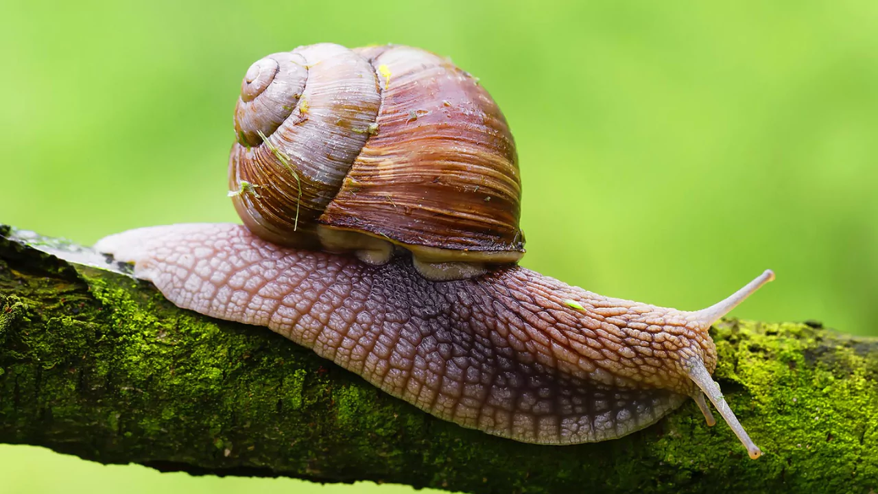 Slugs do have teeth