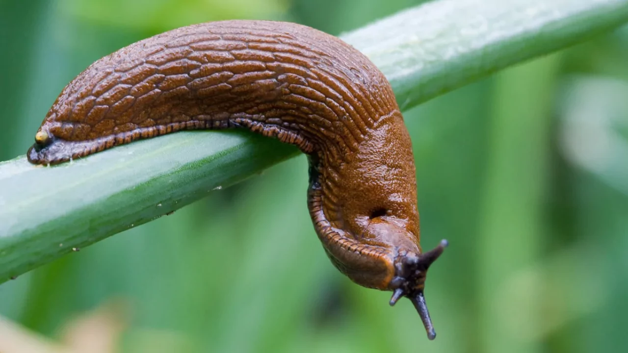 Slugs dont have shell 1