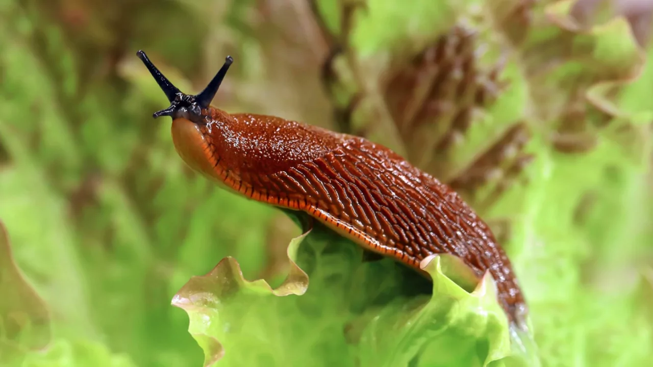 Where Slugs Come From? Slug Prevention 1 Slugs dont have shell