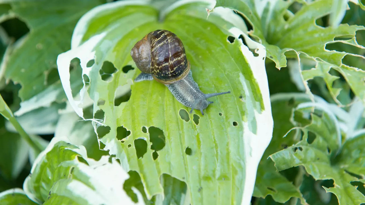Snail Diet In The Garden