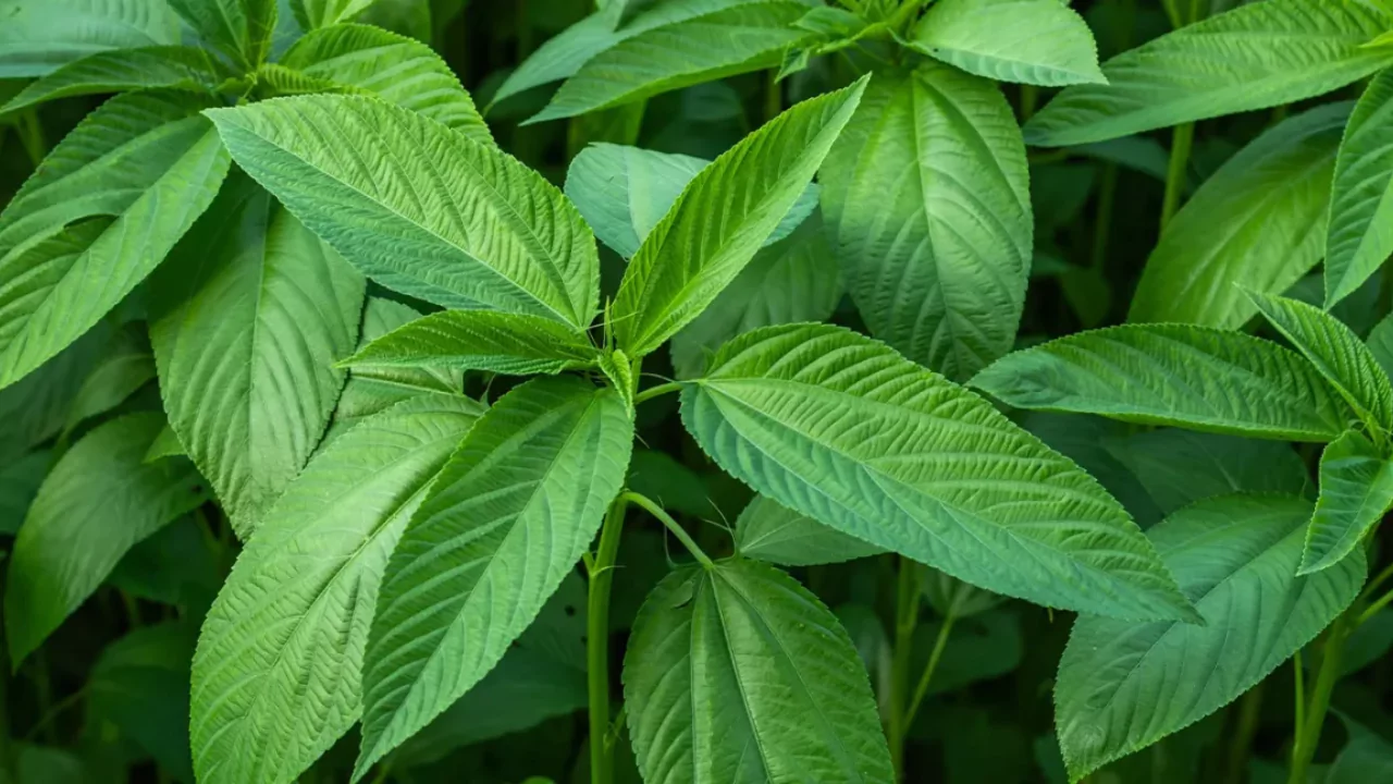 Growers Guide For Jute Leaves