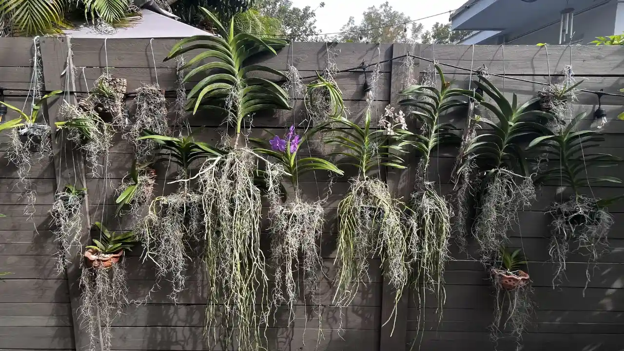 Spanish moss wall