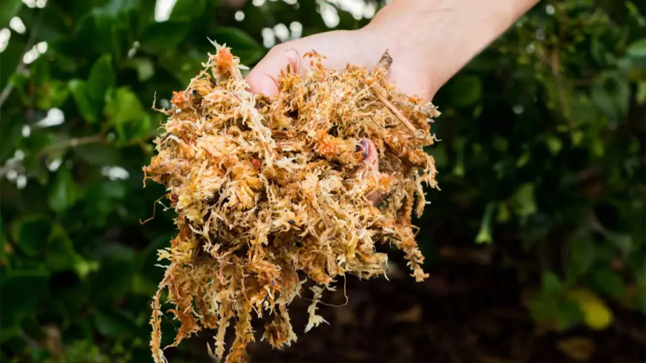 Sphagnum Moss vs Peat Moss: What Should You Use? 3 Sphagnum moss for Orchids