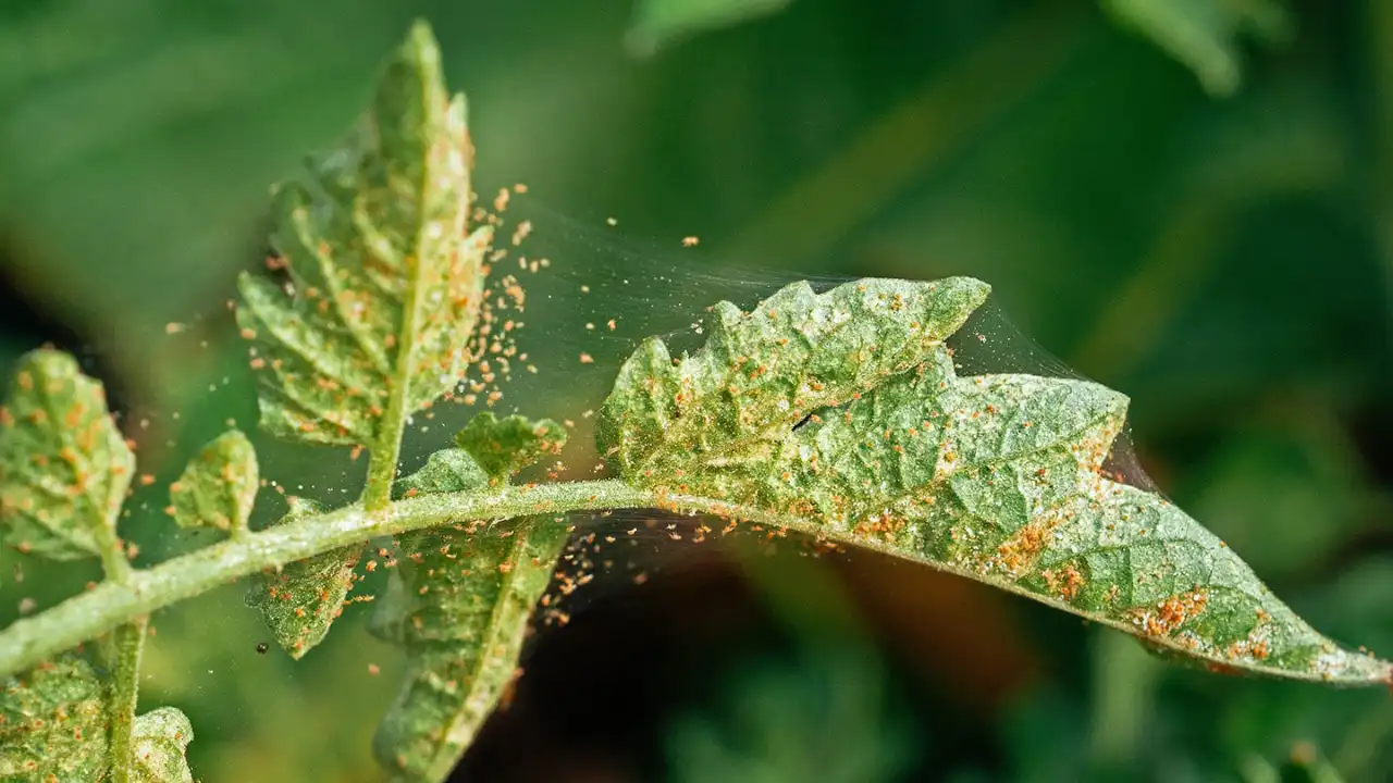 Spider mites on strawberries