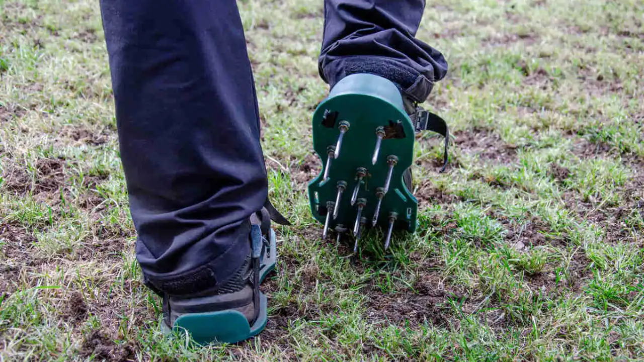 How to Improve Soil Aeration 2 Spike aeration technique