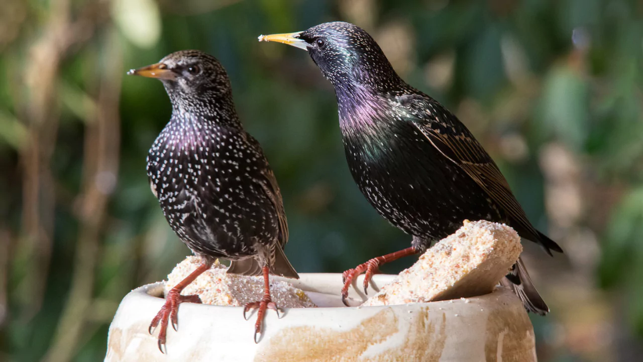 Do Starlings Nest In The Same Place Every Year