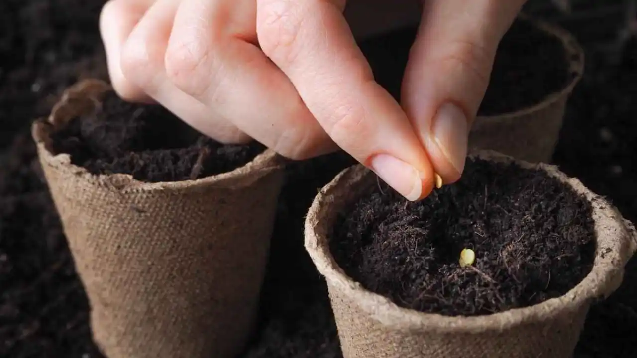 How Many Tomato Seeds Per Hole: How to Grow Tomatoes 2 Starting growing tomatoes 1