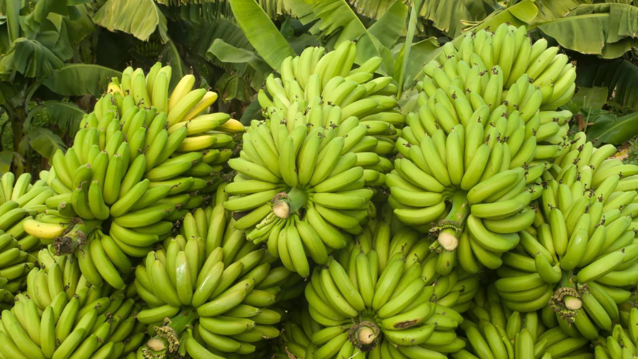 Storage and transport of bananas