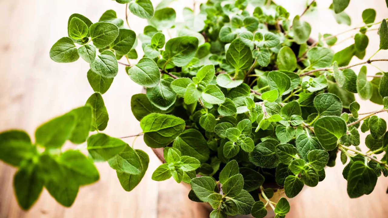 How to Harvest Oregano without Killing the Plant