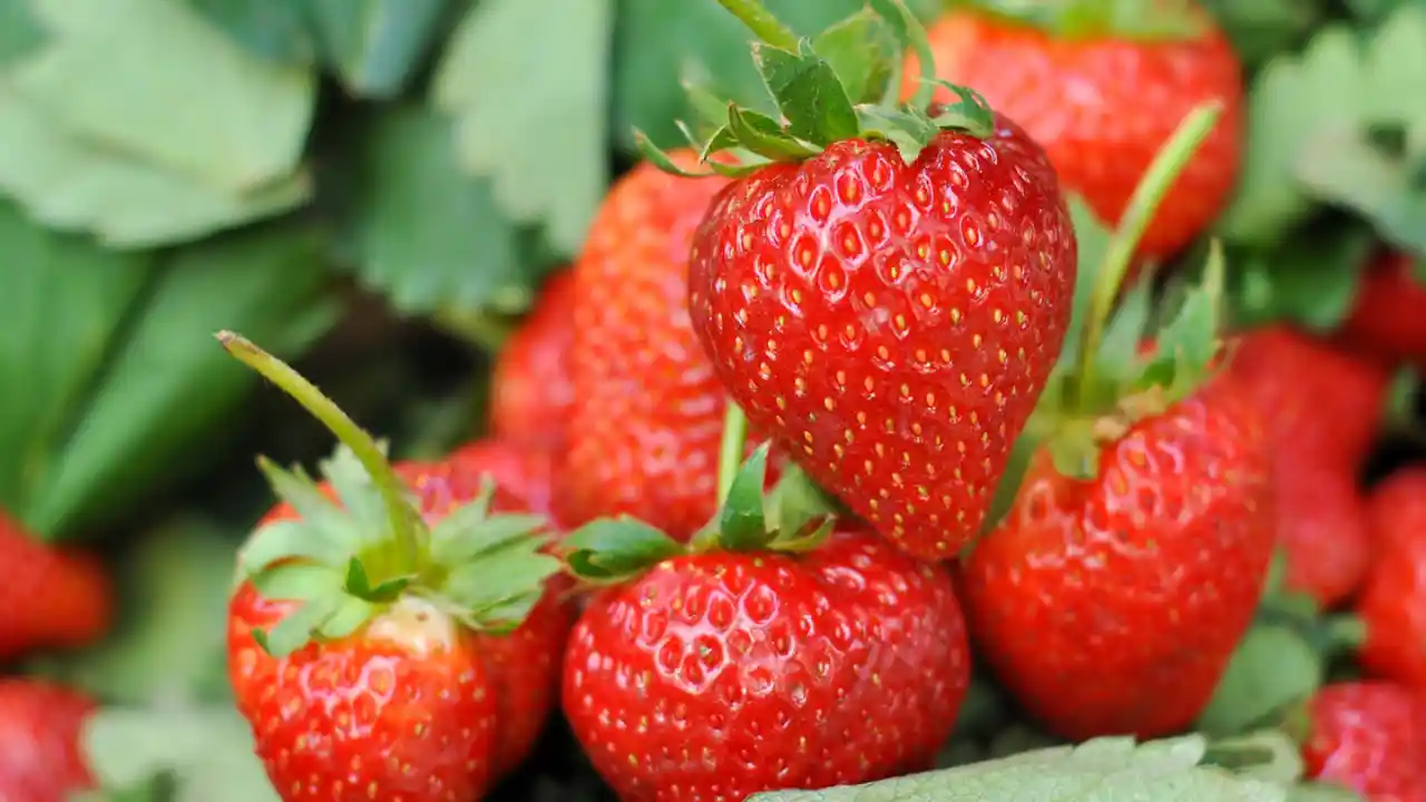 Strawberries Grow Well In Ohio