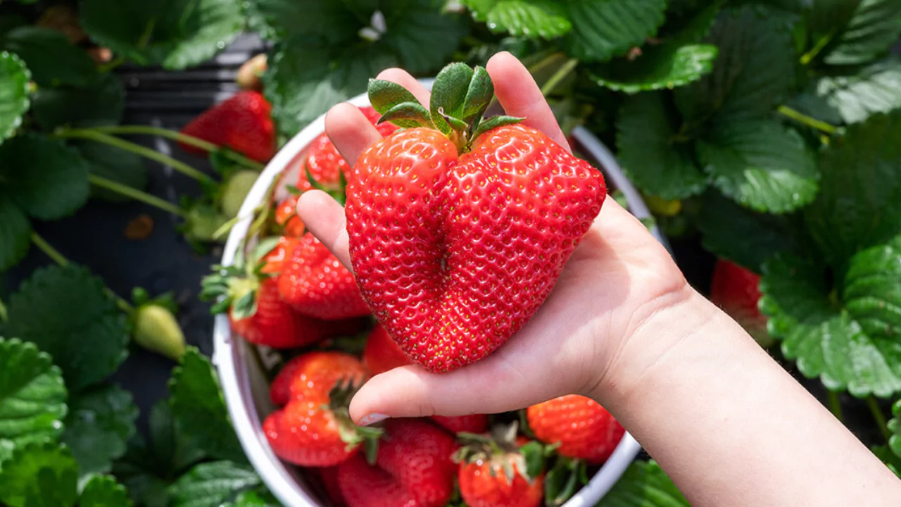 Strawberries in Ohio guide