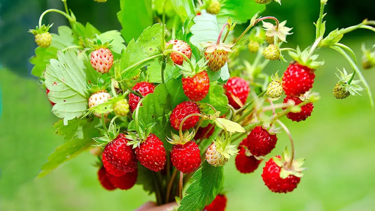 Most Profitable Fruit Trees to Grow