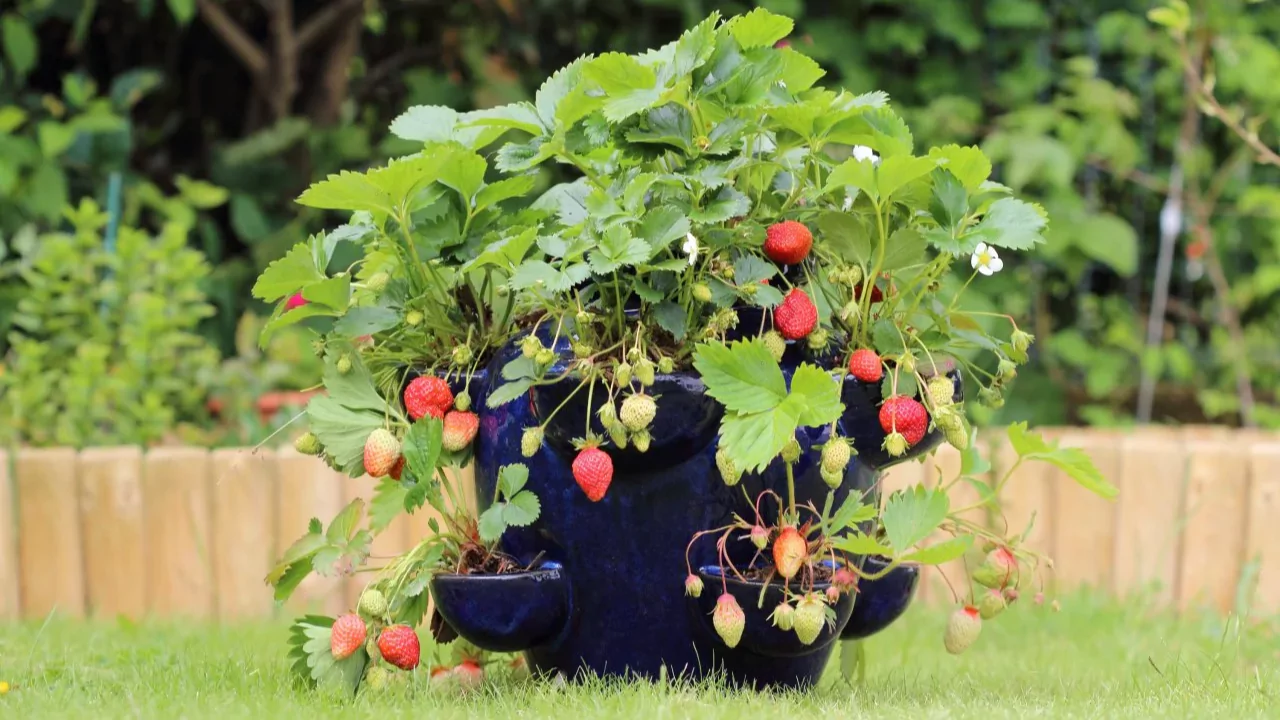 7 Best Strawberry Planters and Pots 1 Strawberry planter